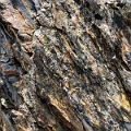 Jasper176