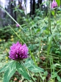 Jasper294