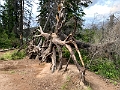 Jasper390