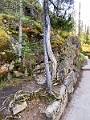 Jasper438