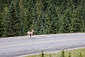 Kananaskis006