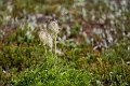 Kananaskis011
