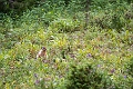 Kananaskis046