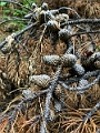 Kananaskis064
