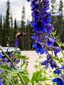LakeLouise007