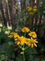 LakeLouise074