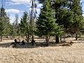 Jasper002