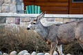 Jasper021