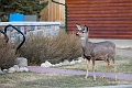 Jasper022