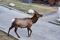 Jasper024