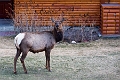 Jasper025