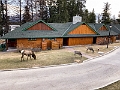 Jasper026