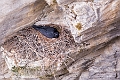 Jasper110