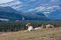 Jasper144