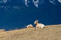 Jasper145