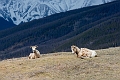 Jasper146