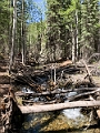 Kananaskis014