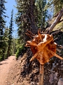 SulphurMountain013
