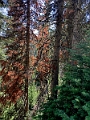 SulphurMountain014