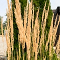 Kelowna052