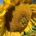 Sunmaze003