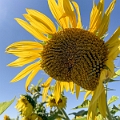 Sunmaze004