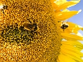 Sunmaze006