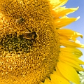 Sunmaze007