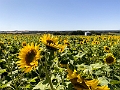 Sunmaze008