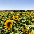 Sunmaze009