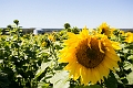 Sunmaze010