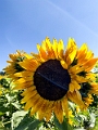 Sunmaze012