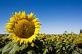 Sunmaze016
