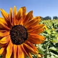 Sunmaze017