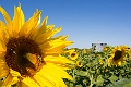 Sunmaze018