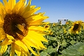 Sunmaze019