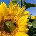 Sunmaze020