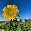 Sunmaze024