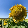 Sunmaze034