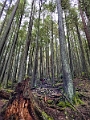 GrouseGrind006