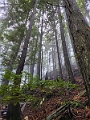 GrouseGrind028
