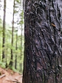 GrouseGrind032
