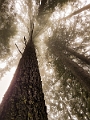 GrouseGrind054