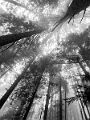 GrouseGrind055