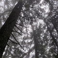 GrouseGrind067