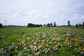 VancouverSights026
