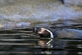 CalgaryZoo003