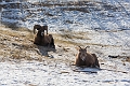 CalgaryZoo006