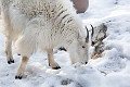 CalgaryZoo010