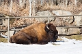 CalgaryZoo012